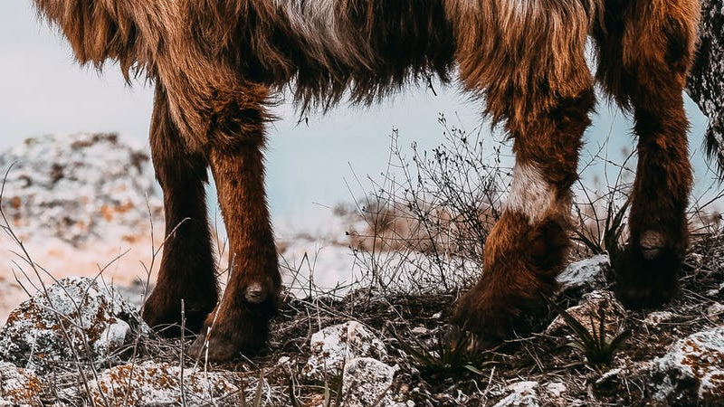 How to Trim Goat Hooves and When Should you do it? How to Trim Goat Hooves and When Should you do it?