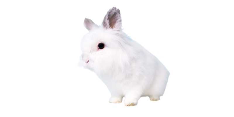 11 Friendliest Rabbit Breeds (With Pictures) Jersey-Wooly
