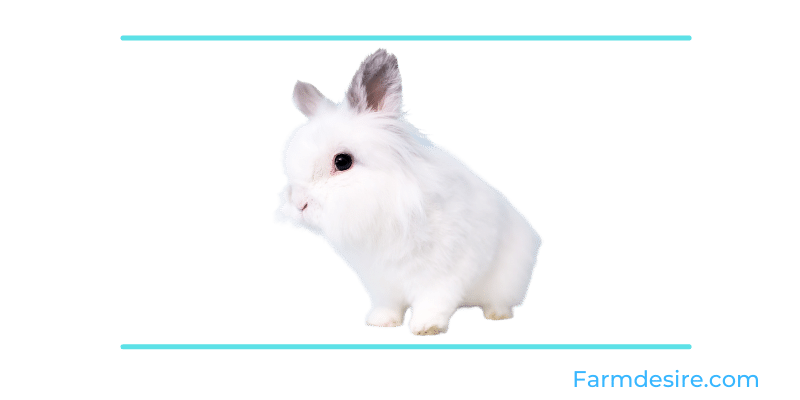 9 Fluffy Rabbit Breeds (With Pictures) Jersey-Wooly