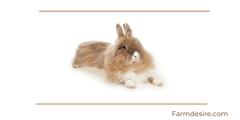 9 Fluffy Rabbit Breeds (With Pictures) Lionhead
