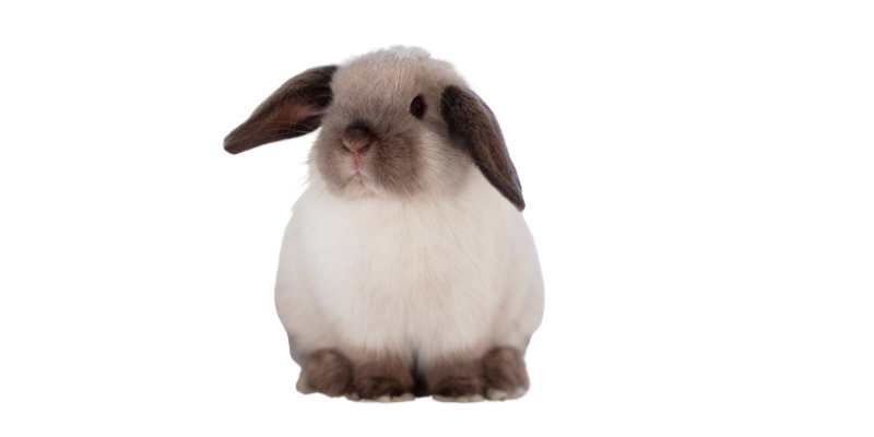 11 Friendliest Rabbit Breeds (With Pictures) Mini-Lop