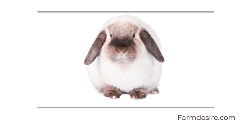 9 Fluffy Rabbit Breeds (With Pictures) Mini-Lop
