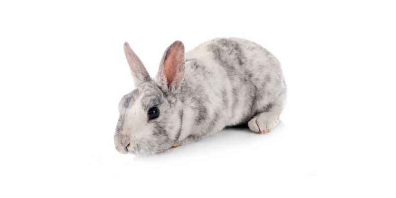 11 Friendliest Rabbit Breeds (With Pictures) Mini-Rex