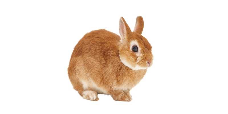 11 Friendliest Rabbit Breeds (With Pictures) Netherland-Dwarf
