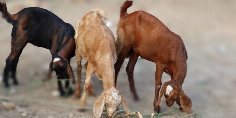 Pakistani Goat Breeds