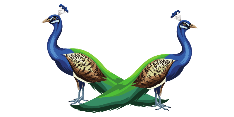 Peacock-Birds-price