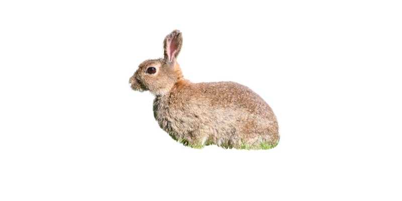 11 Friendliest Rabbit Breeds (With Pictures) Polish-Rabbit