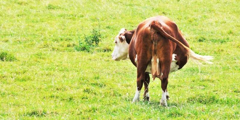 Pregnant cows