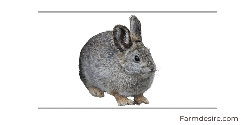 9 Fluffy Rabbit Breeds (With Pictures) Pygmy-Rabbit
