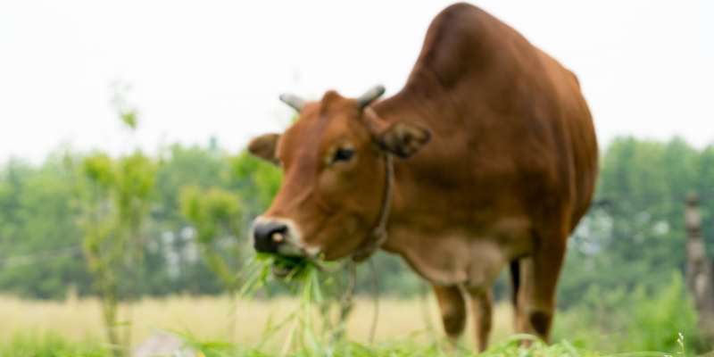 Sahiwal Cattle