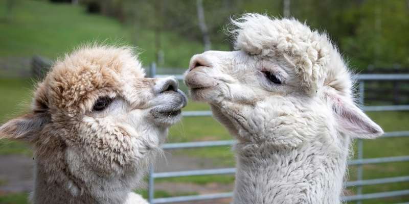 alpaca