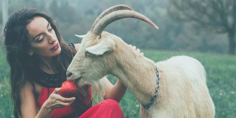 apples-for-goats