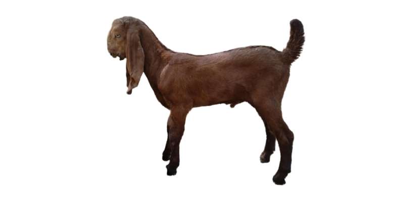 beetal-goat