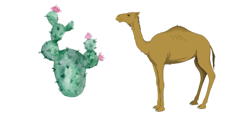 camel-and-cactus