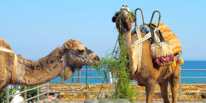 camels-eating