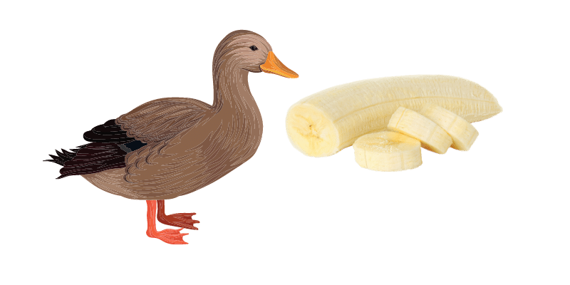 duck-and-banana