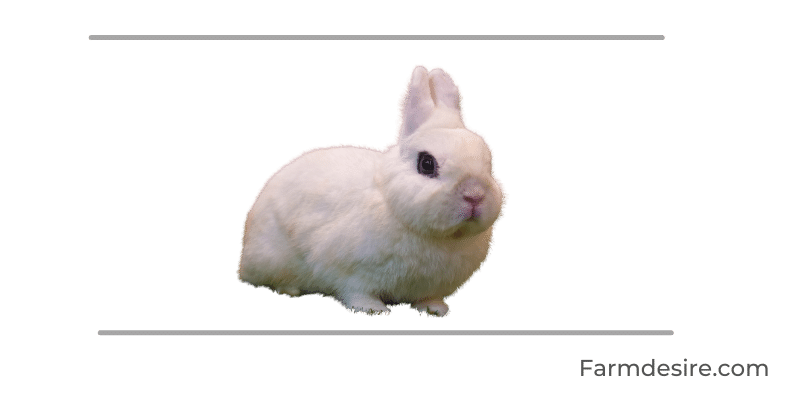 9 Fluffy Rabbit Breeds (With Pictures) dwarf-hotot
