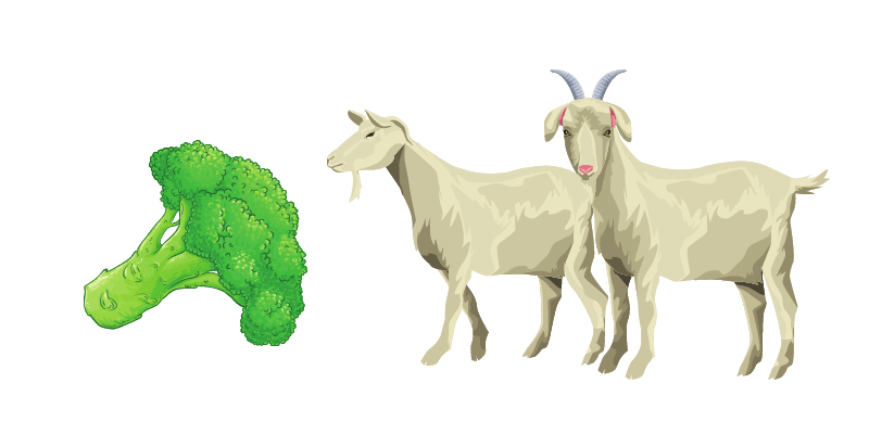 Can Goats Eat Broccoli? (With Nutritional Value) goats-and-broccoli