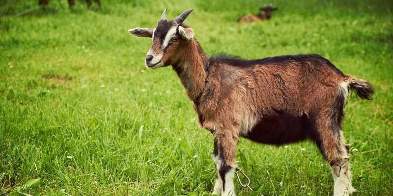 Can Goats Eat Broccoli? (With Nutritional Value) goats