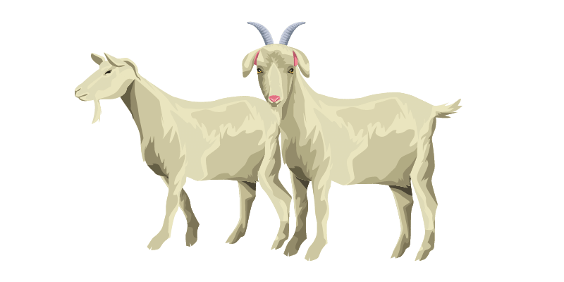 goats