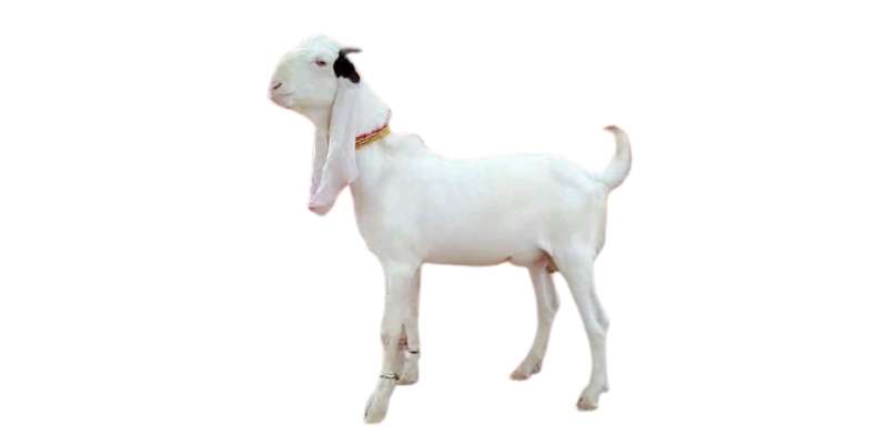 gulabi-goat