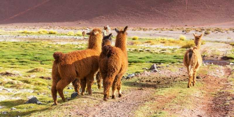 llama-raising