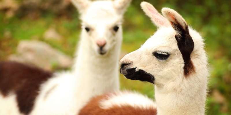 llamas-price