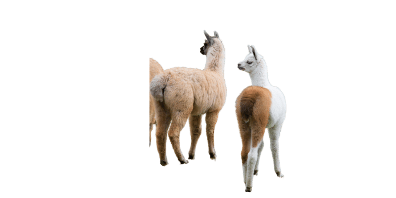 llamas