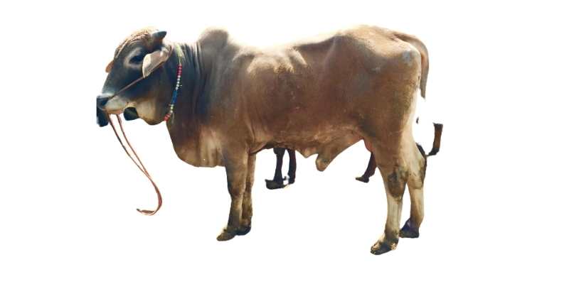 sahiwal-breed