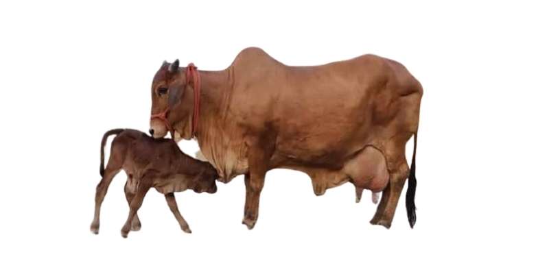 sahiwal-cow
