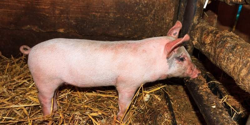 American-Landrace