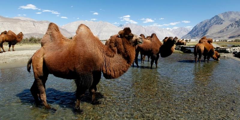 Bactrian-Camel