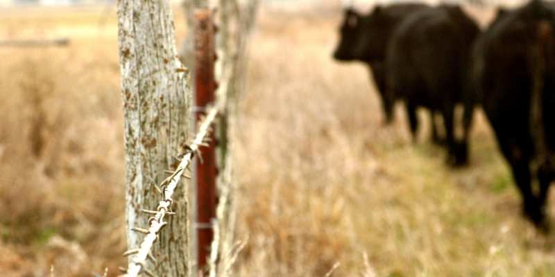Best Barbed Wire For Cattle