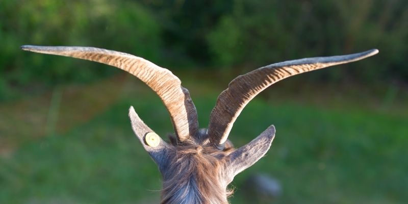 Best Goat Dehorner