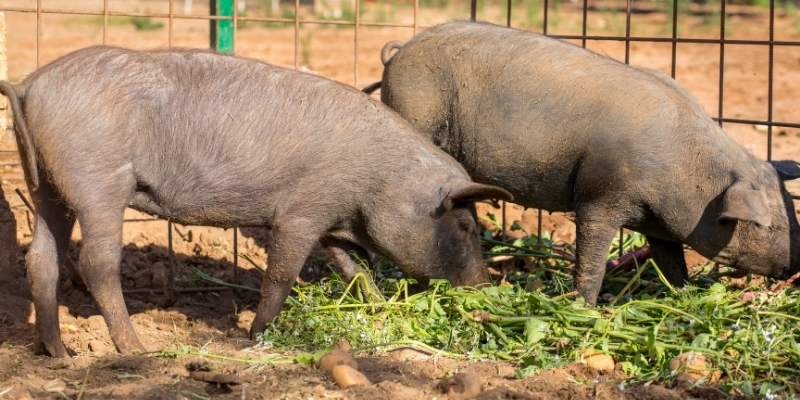 Black-Iberian-Pig
