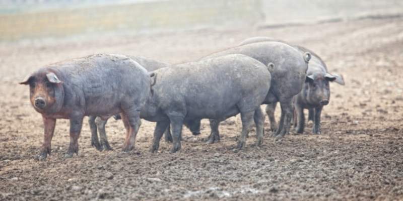 Black Iberian Pigs