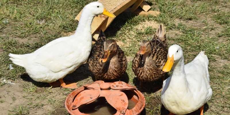 Can Ducks And Geese Mate