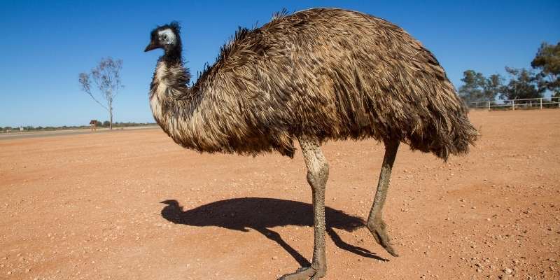 Can Emus Fly