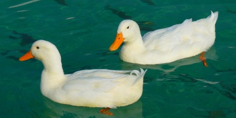 Can Pekin Ducks Fly