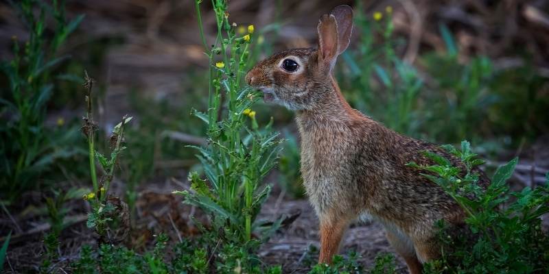 Can Rabbits Eat Rosemary