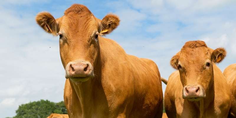 Can You Ride a Cow