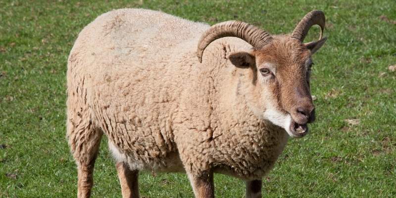Castlemilk-Moorit