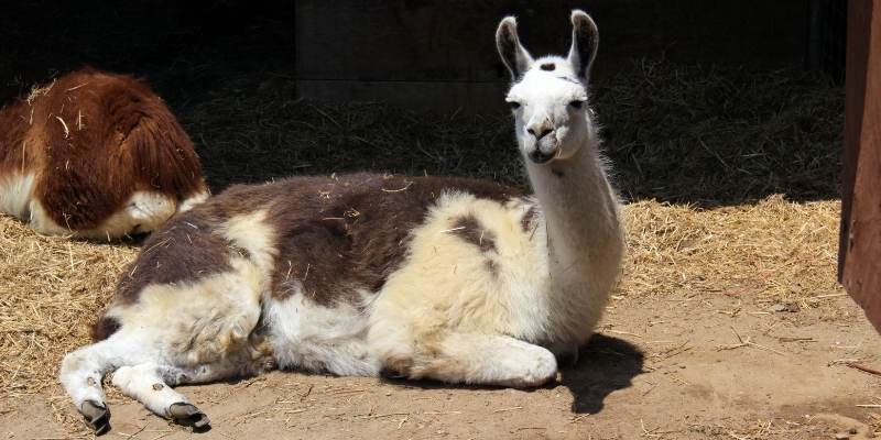 Classic-Llamas