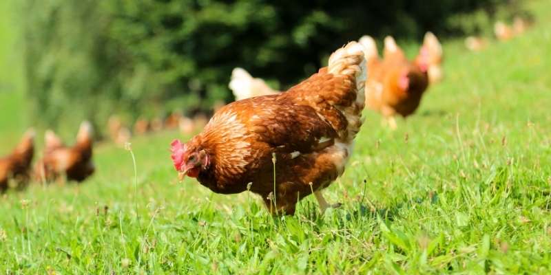 Corid Dosage For Chicken