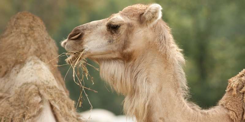 Do People Eat Camels