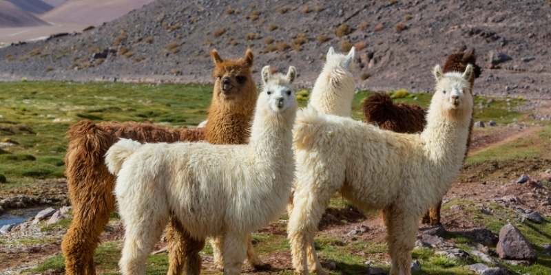 Do People Eat Llama