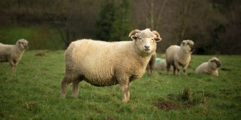 Dorset-Down-sheep