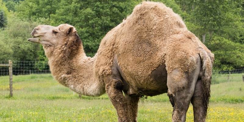 Dromedary-Camel