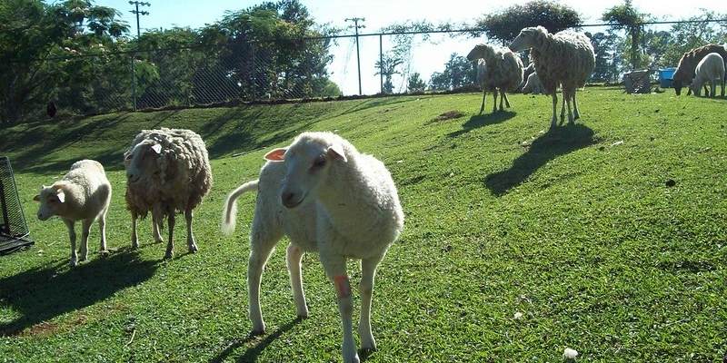 Gulf-Coast-Sheep