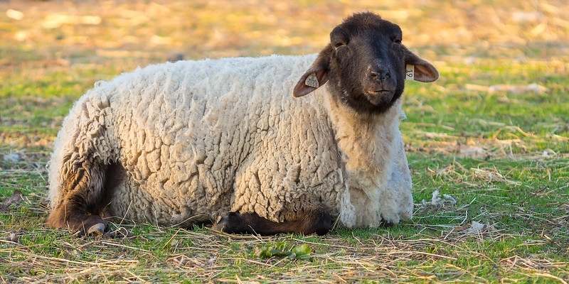 Hog-Island-Sheep